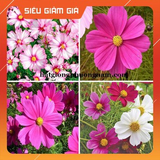 100H - HẠT GIỐNG HOA CÁNH BƯỚM MIX [Giá Hủy Diệt]