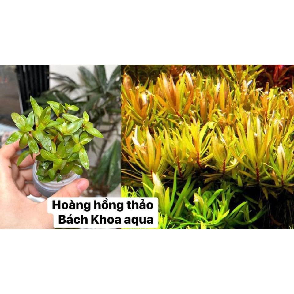 Cây cắt cắm - Hoàng Hồng Thảo