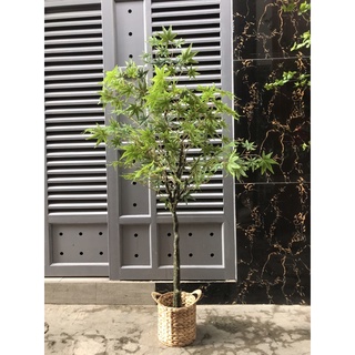 Cây giả - Cây phong xanh giả 1,6m