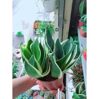 Cây Lưỡi Hổ Thái
