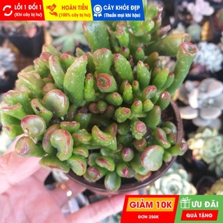 Sen đá ống điếu size trung, đã thuần khí hậu nóng, khoẻ đẹp, hoàn tiền khi cây bị hư hoặc lỗi