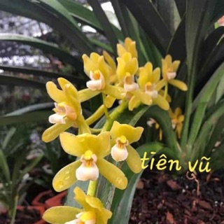 Kiếm tiên Vũ 180k /1 khóm 3 cây khoẻ đẹp