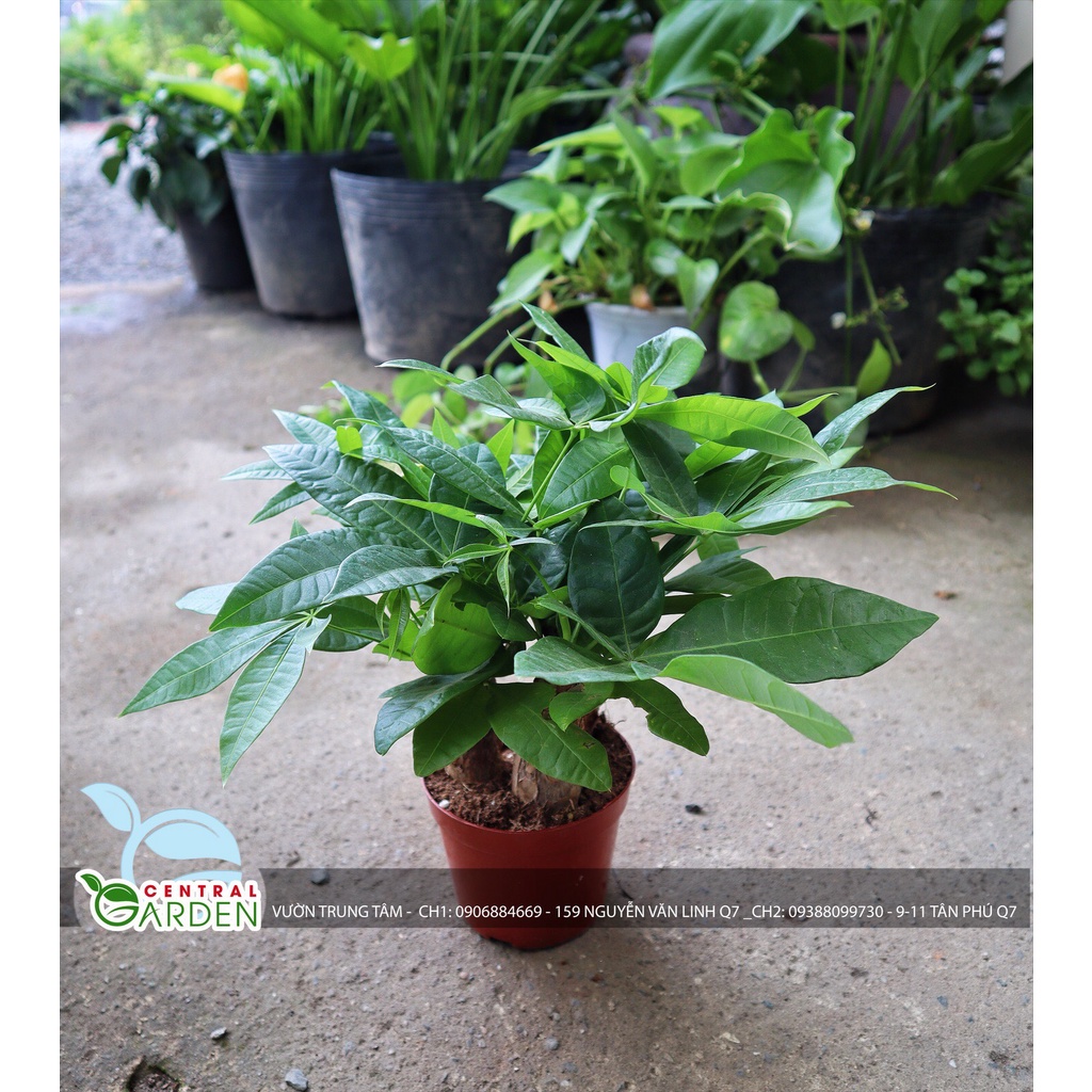 Cây kim ngân ba củ