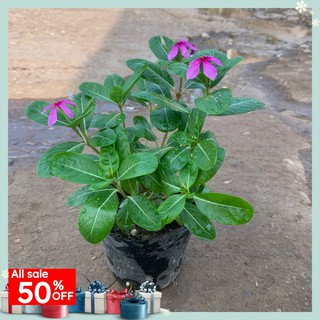 Cây hoa dừa cạn dễ trồng, sai hoa thích hợp trang trí sân vườn, nhà cửa.....