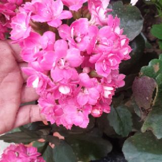 Cây giống hoa sống đời kép chọn màu