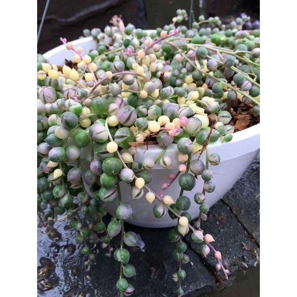 Chậu cứng String of pearl var