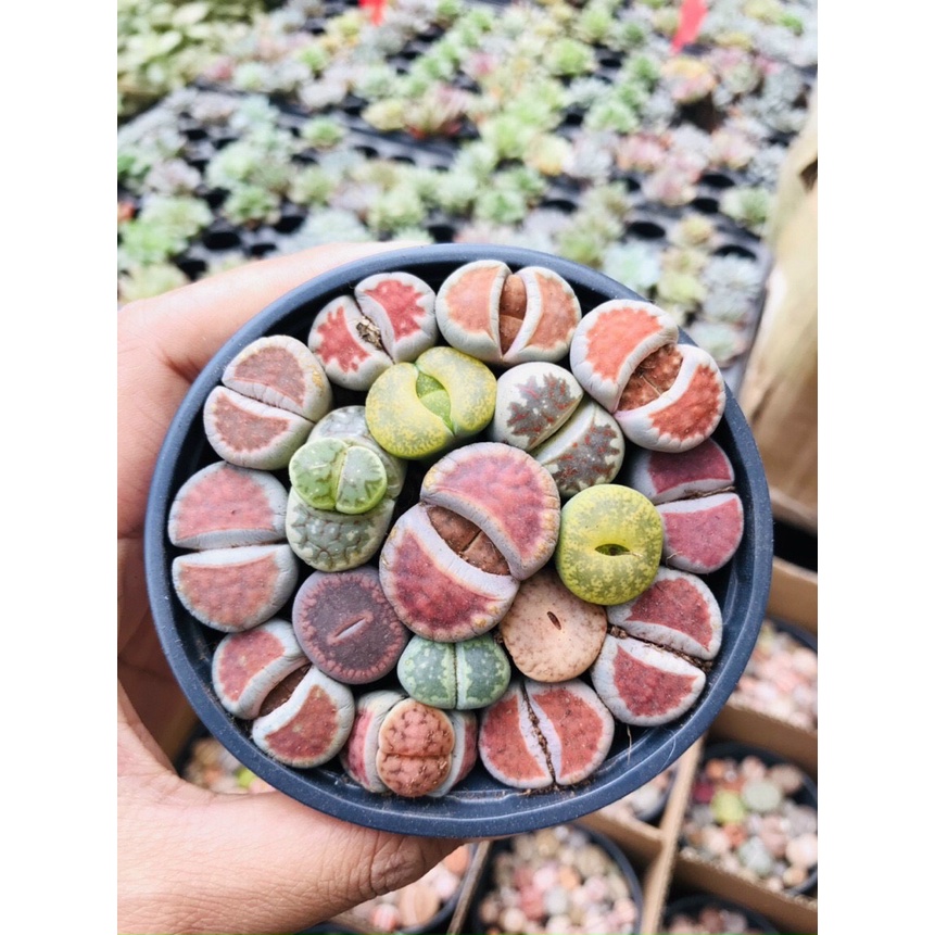 SEN THẠCH LAN, SEN ĐÁ  MÔNG SIÊU CUTE, LITHOPS NHIỀU MÀU SẮC