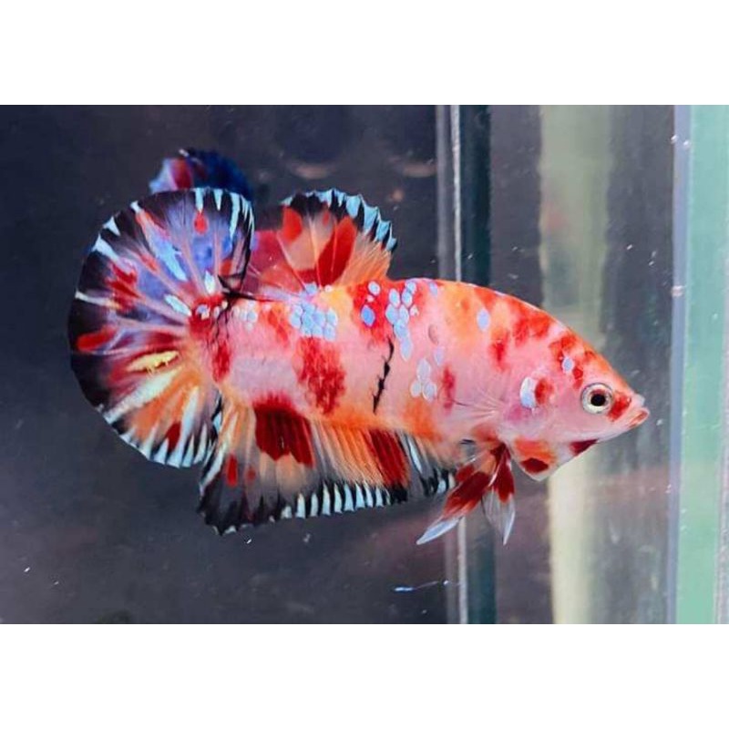 Cá betta KOI GLX Siêu Đẹp size vừa-1Con trống tặng thức ăn