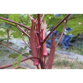 HẠT GIỐNG ĐẬU BẮP TÍM NHIỀU QUẢ 40 HẠT