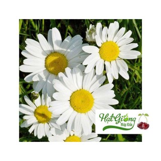Gói 100 hạt giống cúc họa my linh ngoc