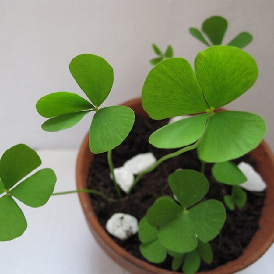 Hạt giống cỏ ba lá giá rẻ - Shop uy tín