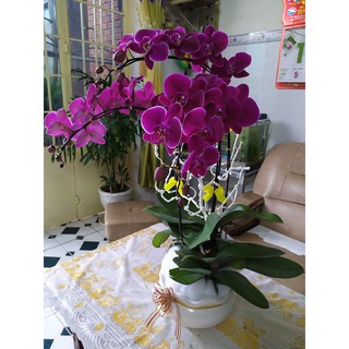 Vitamin B1 Thái lan (100ml)