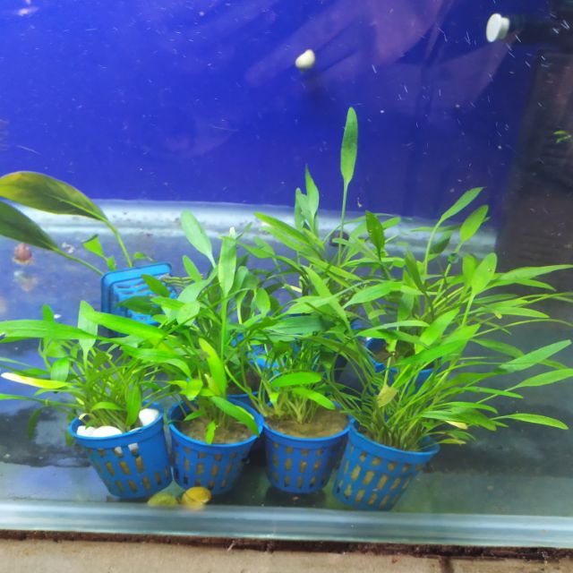 Cây thủy sinh Tiêu Thảo