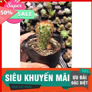 Xương rồng trụ thiên