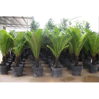 1kg Bầu ươm cây nilong