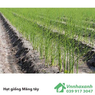 Hạt giống măng tây