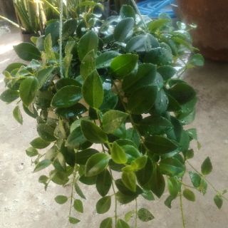 Cây 🌲 Lan Son Môi chậu treo