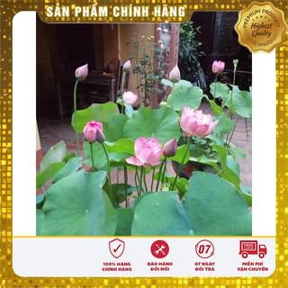 Hạt Giống Sen Ta Quê Hương ( 10 hạt )