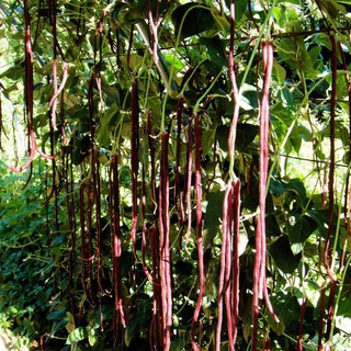 Hạt giống đậu đũa tím cao sản dạng leo VTS68 | Vạn Tín Store