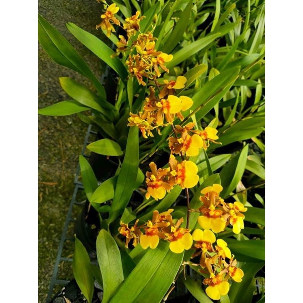 Lan vũ Nữ Anh Đào thơm chậu đang vòi hoa