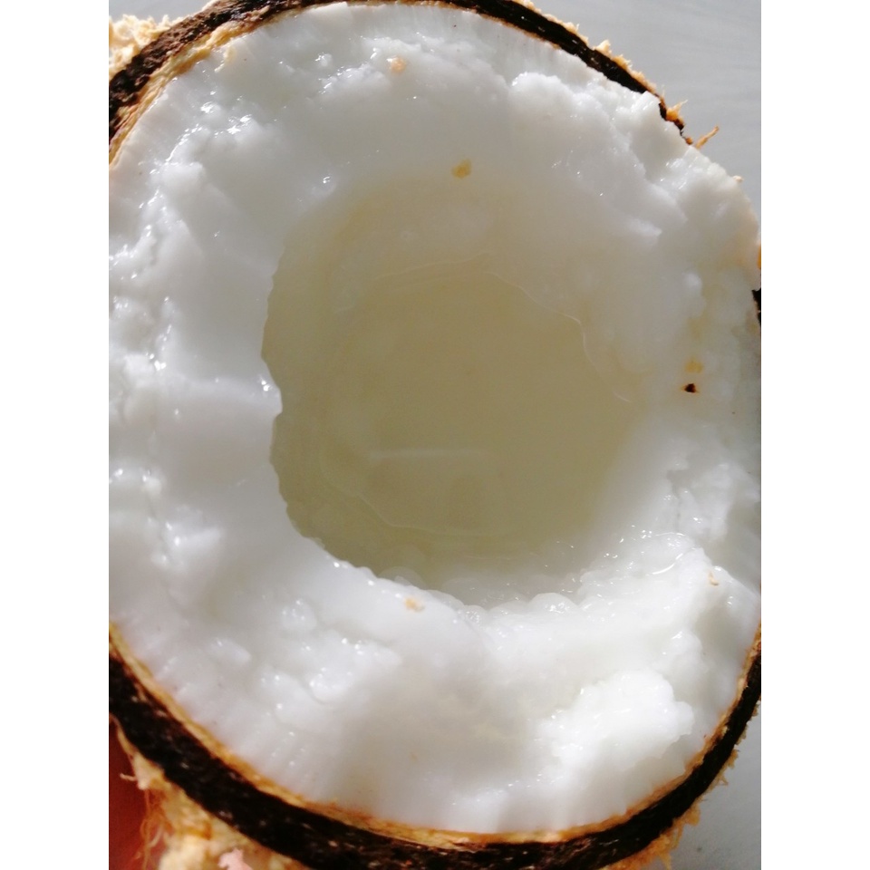 Dừa Sáp Cầu Kè 800g - 999g (1 Trái) Dừa Sáp Trà Vinh Đổi Trả Nếu Không Sáp, Đóng Gói Sang Trọng