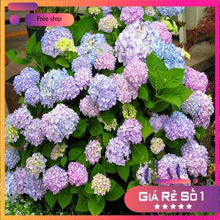 Hạt giống hoa cẩm tú cầu LUCKY SEEDS -10 hạt LUCKY.VN