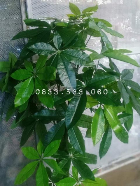 Cây kim ngân kim tiền cao 1m5 - Cây giả trang trí nhà cửa, văn phòng, decor