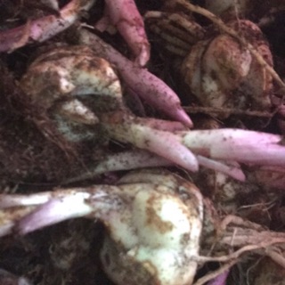 Combo 20 củ hoa ly lùn (3 màu vàng, hồng, trắng vàng)