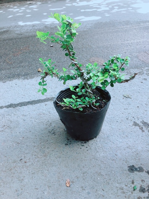 Linh Sam Núi Bonsai