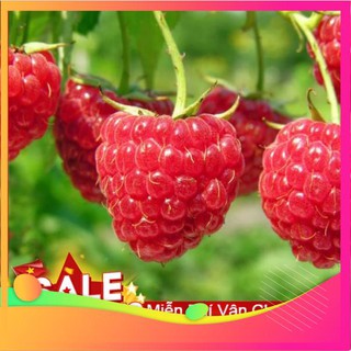 Hạt giống quả mâm xôi đỏ - 10 hạt vietgar