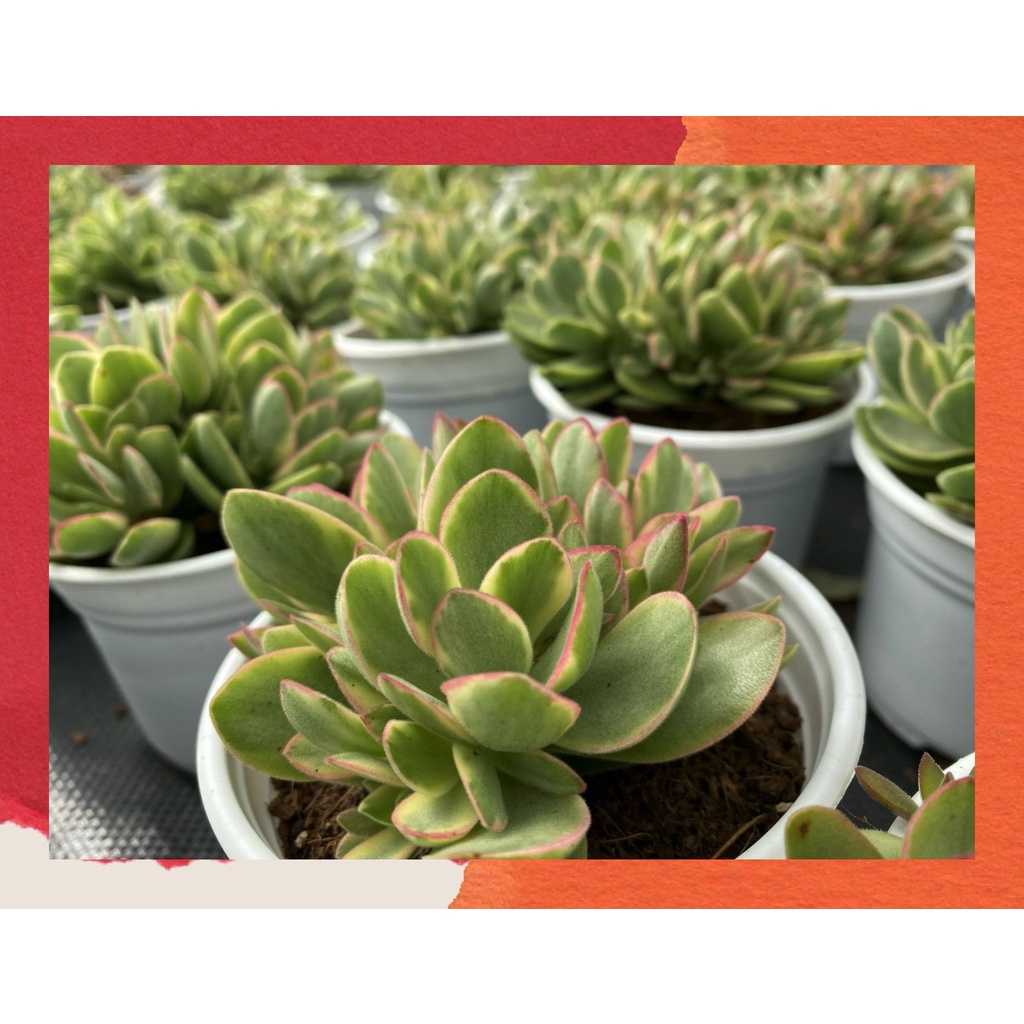 Sen đá bướm var mini Đà Lạt size trung bình cây cảnh trang trí nhà cửa Toro garden