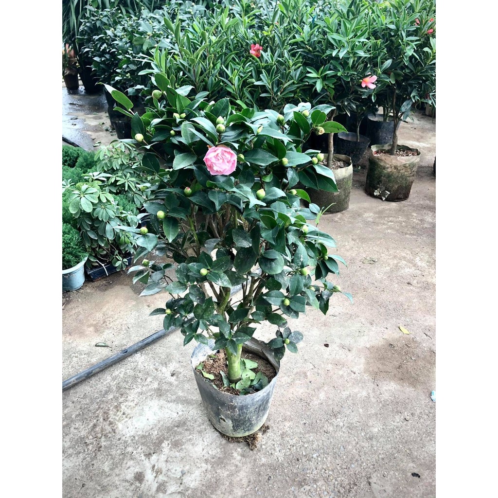 Cây trà my trưởng thành - THẾ GIỚI HOA CÂY CẢNH - 70cm đang nụ hoa