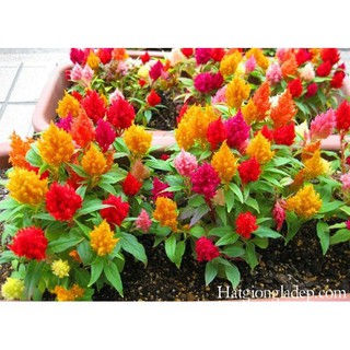 Hạt Giống Hoa Mào Gà Lửa