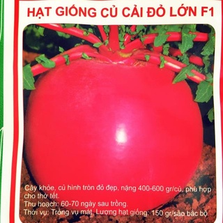 Hạt giống củ cải đỏ khổng lồ