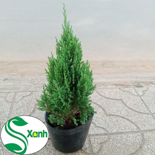Cây Tùng Sơn trang trí Noel