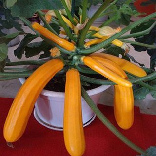 10 hạt giống bí ngòi vàng sai trái