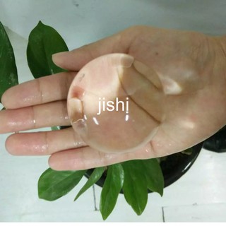 combo hạt nở khổng lồ (6 viên/gói)