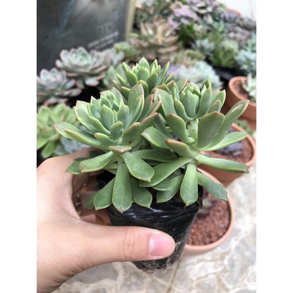 Sen đá Mặt trời size bầu