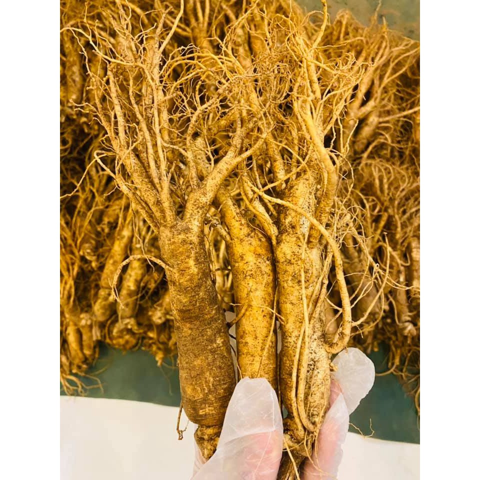 Nhân Tâm Tươi 6 năm 149.000/ củ size sâm trung 10 củ/kg Hàn Quốc | BigBuy360 - bigbuy360.vn