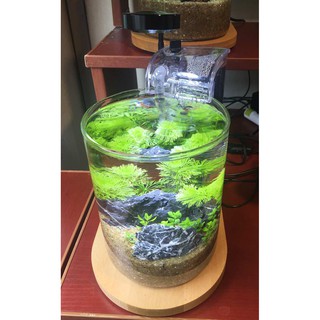 [FREE SHIP 50K] Đèn thuỷ sinh, tiểu cảnh mini (bao gồm đế gỗ)