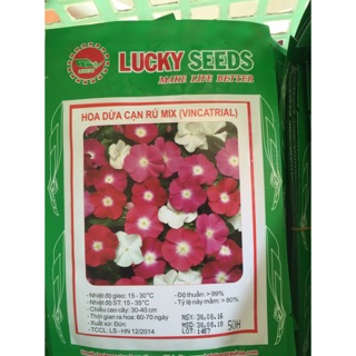 Hạt giống hoa dừa cạn rủ mix 50 hạt