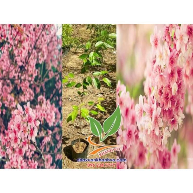 cây hoa mai anh đào đẹp  - Nhà Vườn Khánh Võ