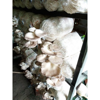 Phôi nấm bào ngư xám