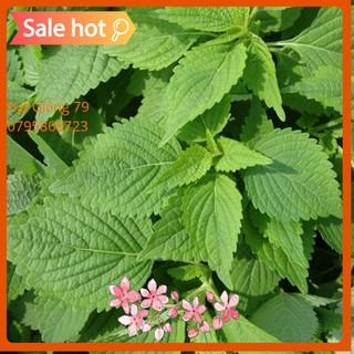 HẠT GIỐNG LÁ CÂY RAU KINH GIỚI - 2 GRAM