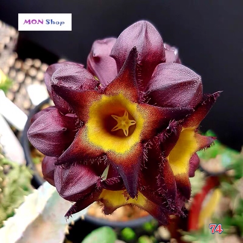 Xương rồng sao biển bạc hoa chùm đỏ