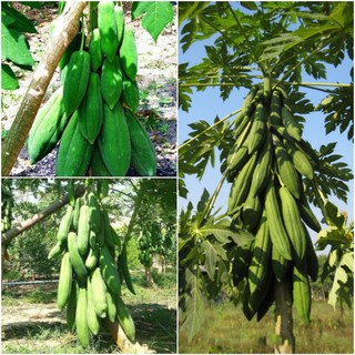 Hạt Giống Đu Đủ Quả Dài PhuKet Thai Lan-10 hạt