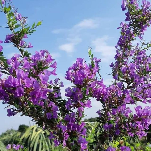 LINH SAM SIÊU HOA--HÀNG CÀNH CHIẾT