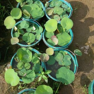 Sen mini nhật mix màu