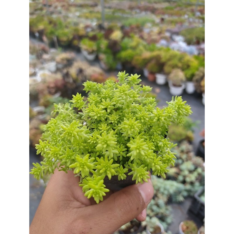 CỎ SEDUM VÀNG 🍚 ĐÀ LẠT 🍄 HƯ 1 ĐỔI 1 ❄️ SIÊU CUTE