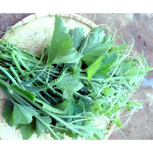 Hạt giống bí siêu ngọn F1  dễ trồng năng suất cao chống sâu bệnh cửa hàng hạt giống tốt 95